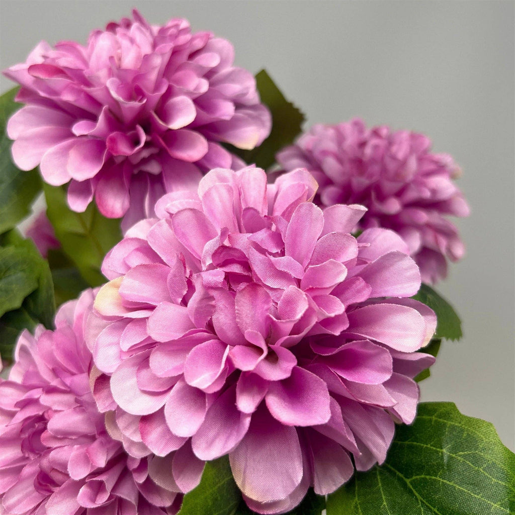 Pom Pom Dahlia Bush